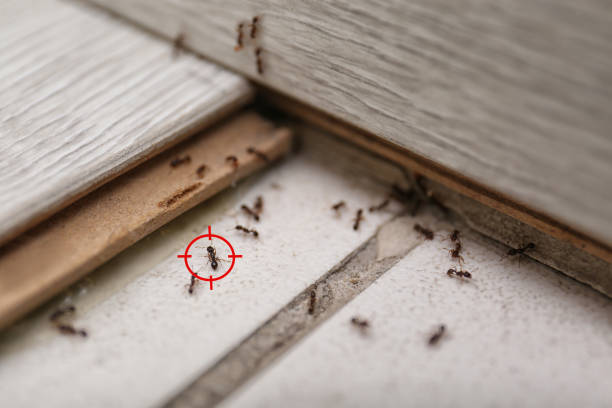 Trusted Galva, IL Pest Control Experts