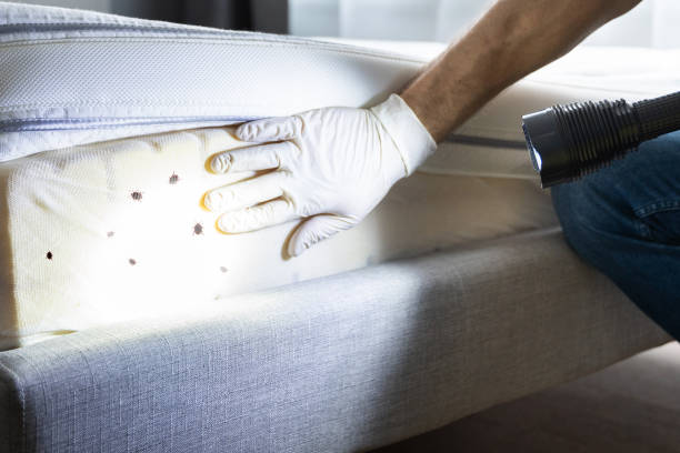 Best Rat Extermination Near Me  in Galva, IL